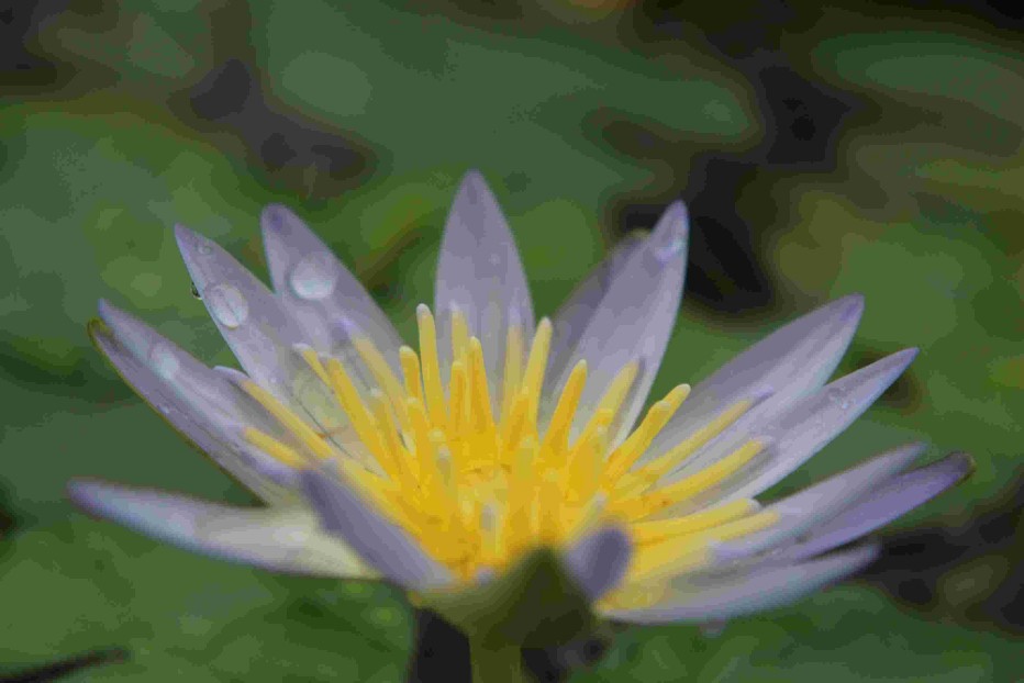 Das Herz geht auf im Bonner Botanischen Garten - nach Errichtung des Testaments! Erleichterung nach Testamentserrichtung